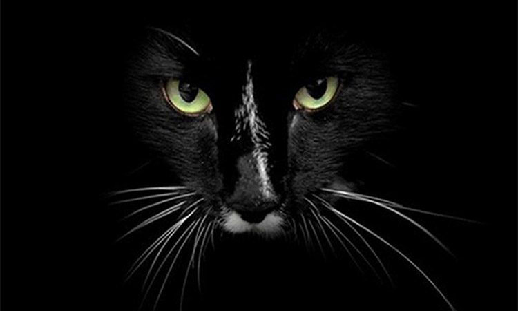 Lý giải khoa học cho việc kỵ mèo đen nhảy qua người chết